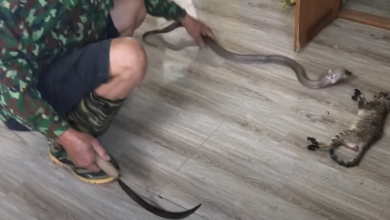 Photo of The cobra who entered the house killed the poor cat!!