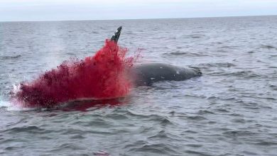 Photo of This Is How a Whale’s Self-Inflicted Explosion Caught on Camera…